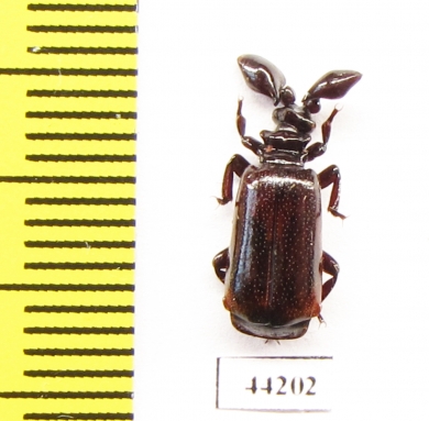 Paussinae sp.  Zimbabwe - INSECTS-STORE.RU