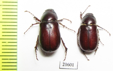 Melolonthinae sp.  South Africa Rep. - INSECTS-STORE.RU