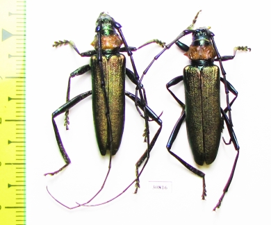 Aromia moschata ambrosiaca, pair  Azerbaijan - INSECTS-STORE.RU