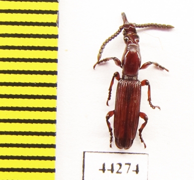 Brentidae sp.  Zimbabwe - INSECTS-STORE.RU