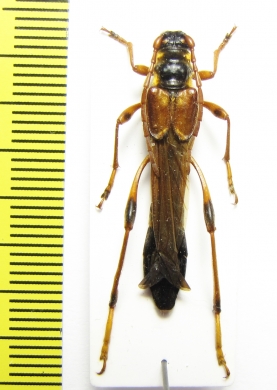 Necydalis ulmi, female  Czech Rep. - INSECTS-STORE.RU