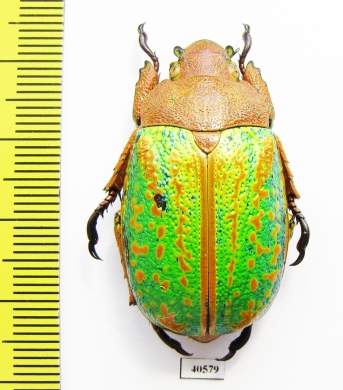 Chrysina victorina, female  Mexico - INSECTS-STORE.RU