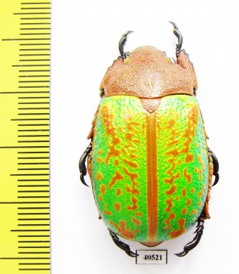 Chrysina victorina, male  Mexico - INSECTS-STORE.RU