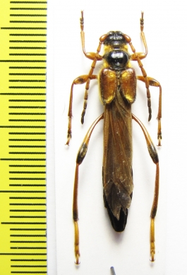 Necydalis ulmi, female  Czech Rep. - INSECTS-STORE.RU