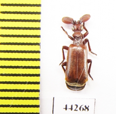 Paussinae sp.  Zimbabwe - INSECTS-STORE.RU