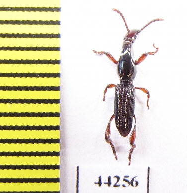 Brentidae sp.  Zimbabwe - INSECTS-STORE.RU