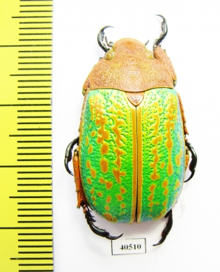 Chrysina victorina, male  Mexico - INSECTS-STORE.RU