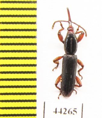 Brentidae sp.  Zimbabwe - INSECTS-STORE.RU