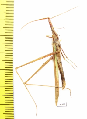 Orthoptera sp.  Madagascar - INSECTS-STORE.RU