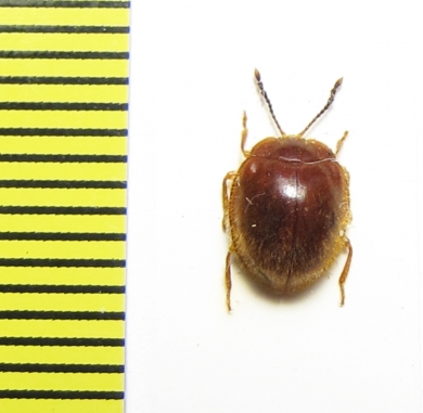 Endomychidae sp.  Peru - INSECTS-STORE.RU