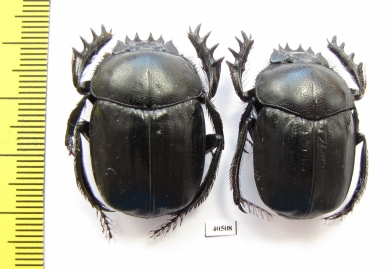 Scarabaeus transcaspicus, pair  Uzbekistan - INSECTS-STORE.RU