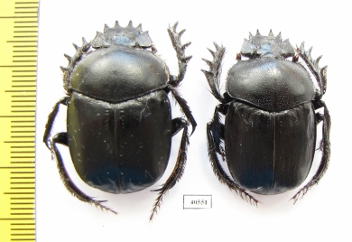 Scarabaeus transcaspicus, pair  Uzbekistan - INSECTS-STORE.RU