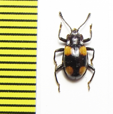 Endomychidae sp.  Malaysia, Borneo - INSECTS-STORE.RU