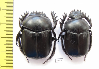 Scarabaeus transcaspicus, pair  Uzbekistan - INSECTS-STORE.RU