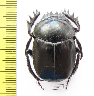 Scarabaeus transcaspicus  Uzbekistan - INSECTS-STORE.RU