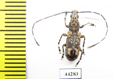 Anthribidae sp.  Zimbabwe - INSECTS-STORE.RU