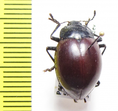 Erotylidae sp.  Peru - INSECTS-STORE.RU