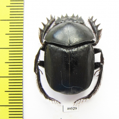Scarabaeus transcaspicus  Uzbekistan - INSECTS-STORE.RU