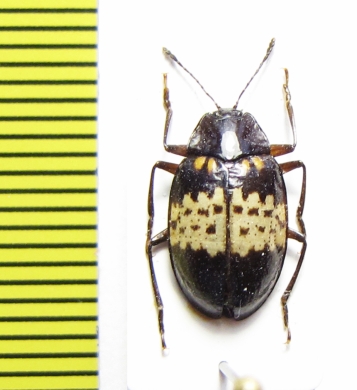 Erotylidae sp.  Peru - INSECTS-STORE.RU