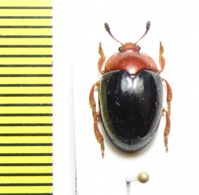 Erotylidae sp.  Peru - INSECTS-STORE.RU