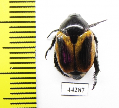 Rutelinae sp.  Zimbabwe - INSECTS-STORE.RU