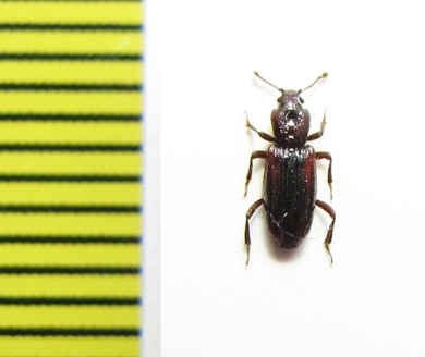 Bothrideridae, Bothrideres bipunctatus  Russia, Tver reg. - INSECTS-STORE.RU