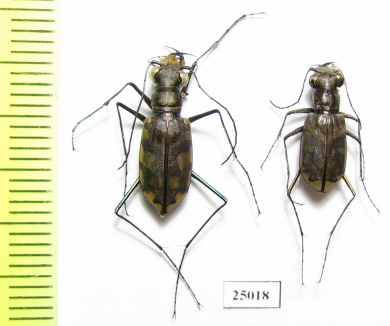 Cicindelinae sp., pair  Madagascar - INSECTS-STORE.RU