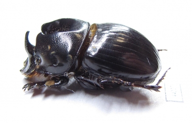 Copris sp.  Zimbabwe - INSECTS-STORE.RU