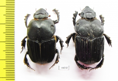Heteronitis sp., pair  Zimbabwe - INSECTS-STORE.RU