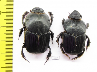 Heteronitis sp., pair  Zimbabwe - INSECTS-STORE.RU