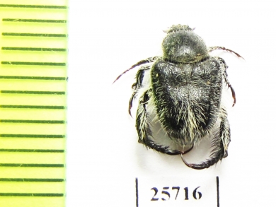 Hopliini sp.  South Africa Rep. - INSECTS-STORE.RU