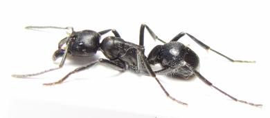 Formicidae sp.  South Africa Rep. - INSECTS-STORE.RU