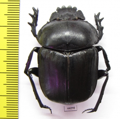 Kheper sp.  Zimbabwe - INSECTS-STORE.RU