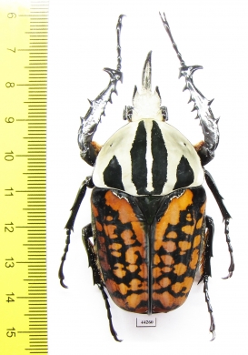 Mecynorhina oberthuri decorata  Tanzania  70mm - INSECTS-STORE.RU