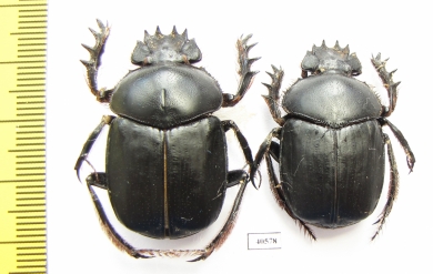 Scarabaeus aegyptiacus, pair  Tunis - INSECTS-STORE.RU