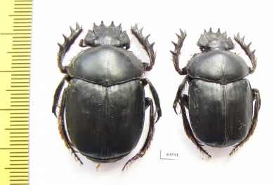 Scarabaeus aegyptiacus, pair  Tunis - INSECTS-STORE.RU
