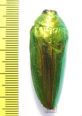 Callopistus castelnaudi  Malaysia - INSECTS-STORE.RU