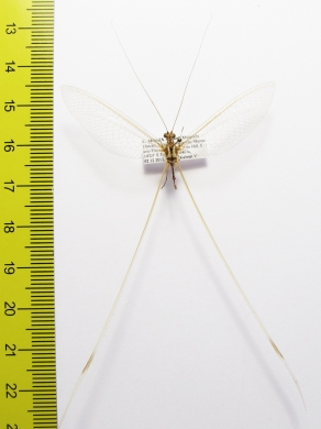 Nemopteridae sp.  Malawi - INSECTS-STORE.RU