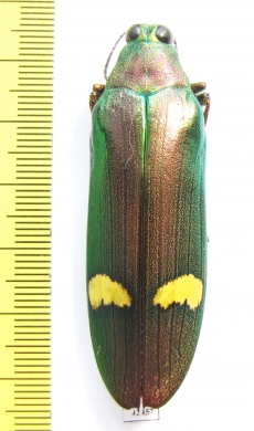 Megaloxantha hemixantha hemixantha, male  Malaysia - INSECTS-STORE.RU