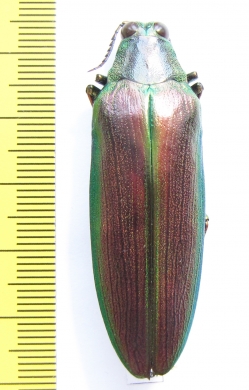 Megaloxantha purpurascens peninsulae, male  Malaysia - INSECTS-STORE.RU