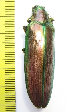 Megaloxantha purpurascens peninsulae, female  Malaysia - INSECTS-STORE.RU