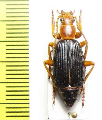 Carabidae sp.  South Africa Rep. - INSECTS-STORE.RU