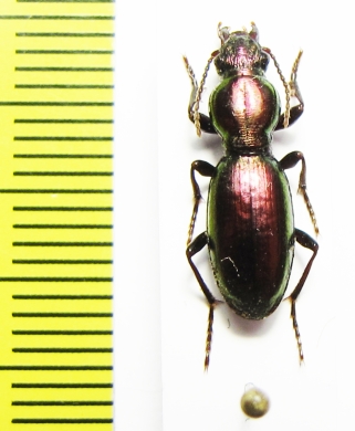 Zacotus mattewsii  USA - INSECTS-STORE.RU