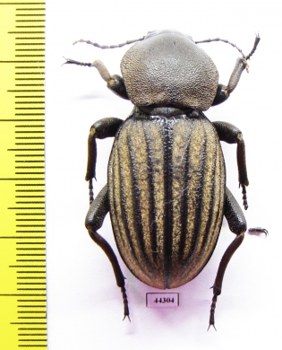 Phanerotomea sp.  Zimbabwe 44mm - INSECTS-STORE.RU