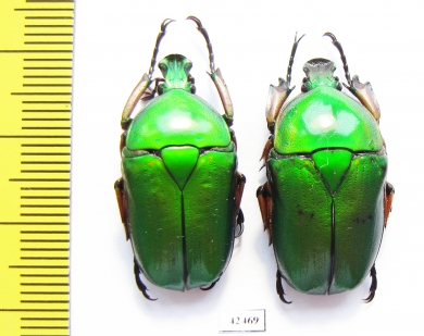 Ingrisma euryrrhina, pair  Thailand - INSECTS-STORE.RU