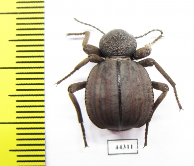 Tenebrionidae sp.  Zimbabwe - INSECTS-STORE.RU