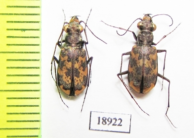 Cylindera apiata  Argentina - INSECTS-STORE.RU