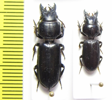Carabidae sp.  Argentina - INSECTS-STORE.RU