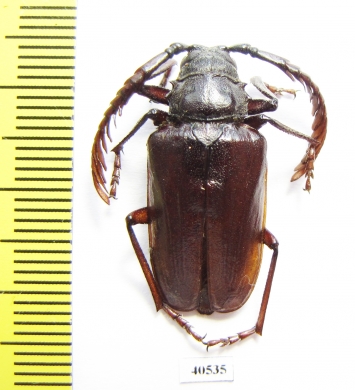 Lobarthron balassogloi, male  Uzbekistan - INSECTS-STORE.RU