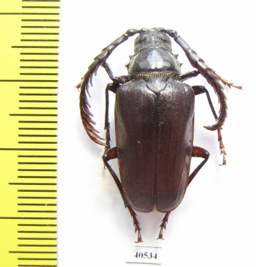 Lobarthron balassogloi, male  Uzbekistan - INSECTS-STORE.RU